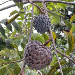 Red Sugar Apple Tree (Annona squamosa) Live Fruit Plant 10-24in - Image 4