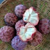 Red Sugar Apple Tree (Annona squamosa) Live Fruit Plant 10-24in - Image 1
