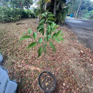 Red Sugar Apple Tree - Live Annona Squamosa Fruit Tree (2-3ft) - Image 2