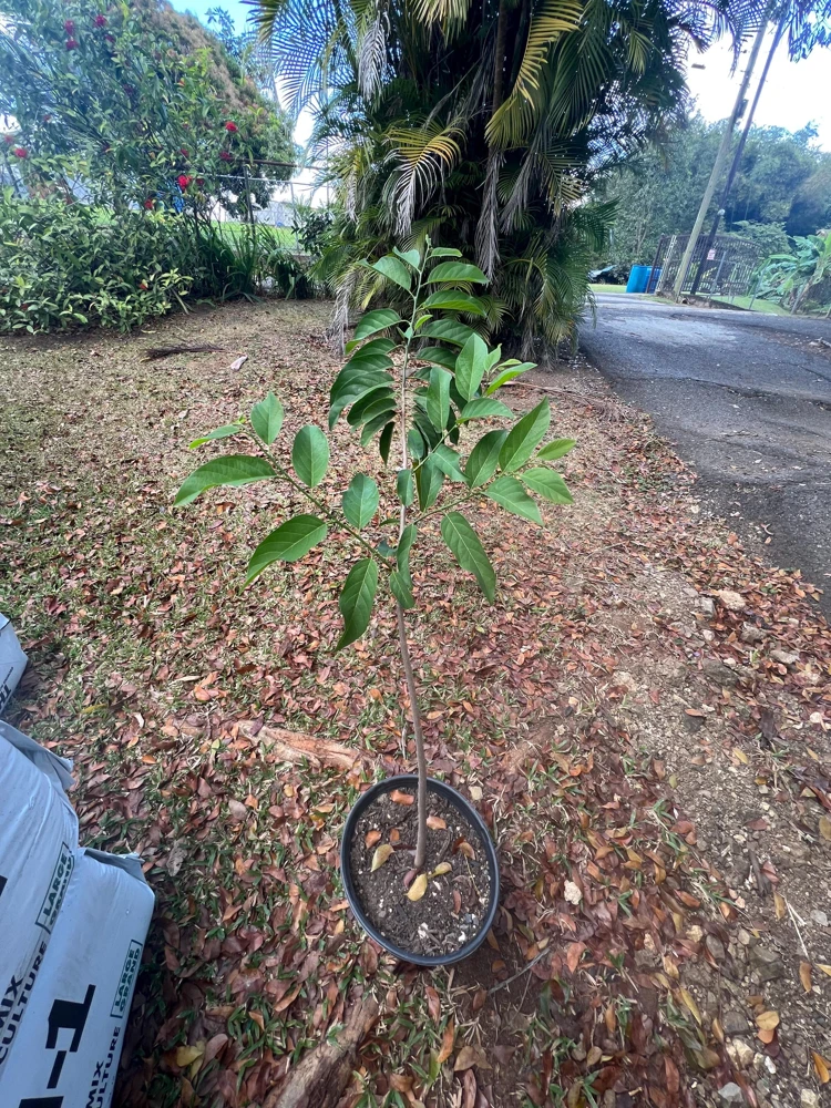 Red Sugar Apple Tree - Live Annona Squamosa Fruit Tree (2-3ft) - Image 2