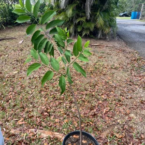 Red Sugar Apple Tree - Live Annona Squamosa Fruit Tree (2-3ft) - Image 3