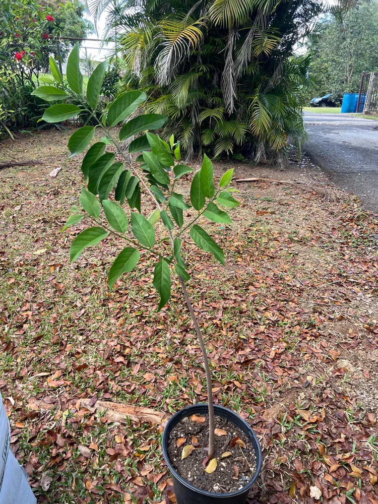 Red Sugar Apple Tree - Live Annona Squamosa Fruit Tree (2-3ft) - Image 3