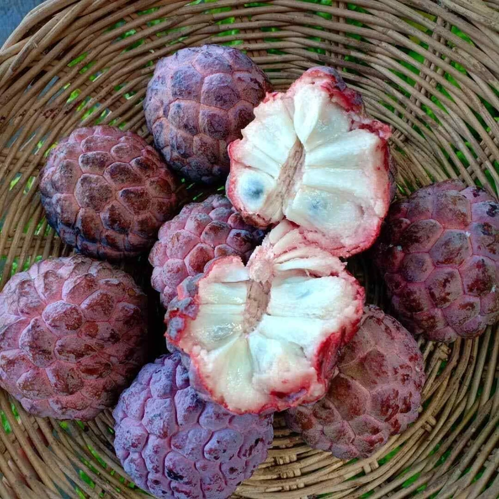 Red Sugar Apple Tree - Live Annona Squamosa Fruit Tree (2-3ft) - Image 4