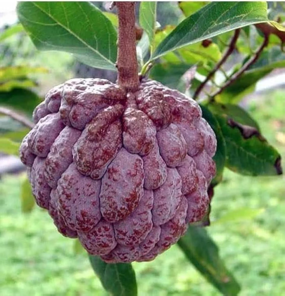 Red Sugar Apple Tree - Live Annona Squamosa Fruit Tree (2-3ft) - Image 5
