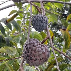 Red Sugar Apple Tree - Live Annona Squamosa Fruit Tree (2-3ft) - Image 6