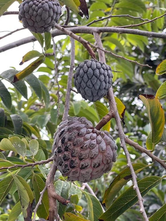 Red Sugar Apple Tree - Live Annona Squamosa Fruit Tree (2-3ft) - Image 6
