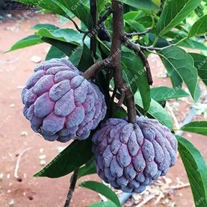 Red Sugar Apple Tree - Live Annona Squamosa Fruit Tree (2-3ft) - Image 1