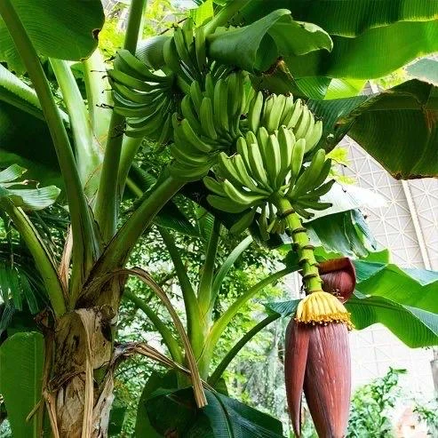 Rhino Horn Plantain Fruit Plant (Musa Acuminata Balbisiana) 10-18in Live Plant - Image 4