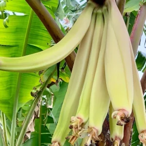 Rhino Horn Plantain Fruit Plant (Musa Acuminata Balbisiana) 10-18in Live Plant - Image 5