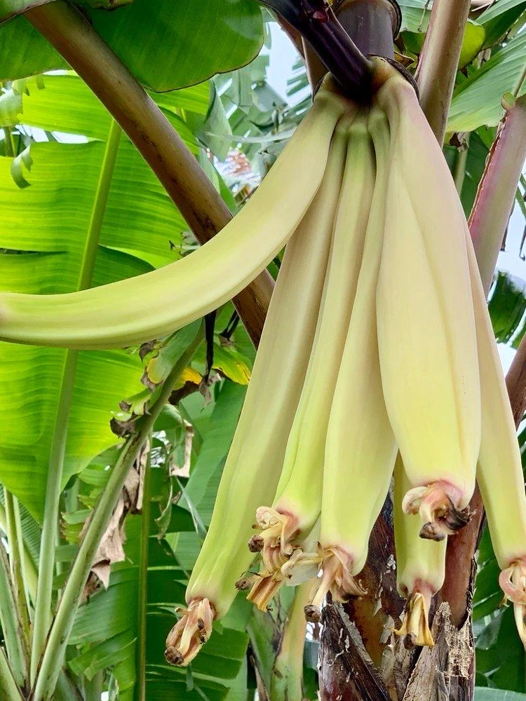 Rhino Horn Plantain Fruit Plant (Musa Acuminata Balbisiana) 10-18in Live Plant - Image 5