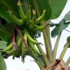 Rhino Horn Plantain Fruit Plant (Musa Acuminata Balbisiana) 10-18in Live Plant - Image 1