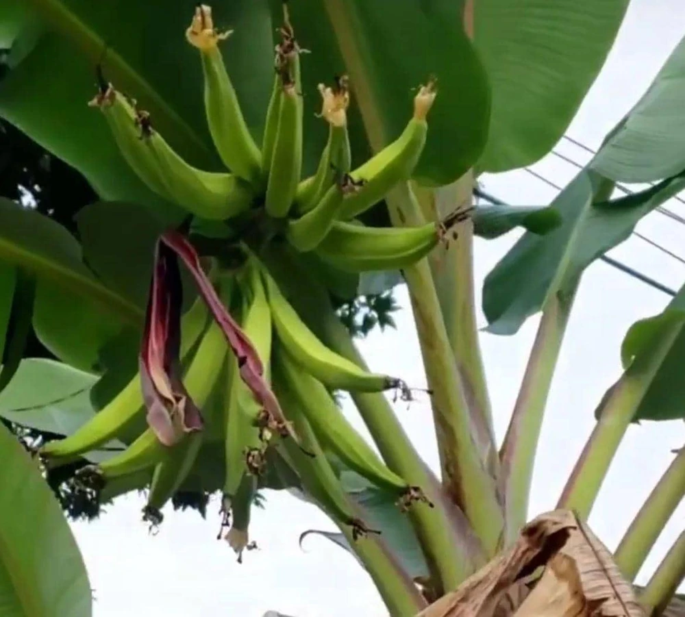 Rhino Horn Plantain Fruit Plant (Musa Acuminata Balbisiana) 10-18in Live Plant - Image 1
