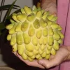 Rollinia Live Fruit Tree - Tropical Custard Apple Plant 10-20 inch - Image 1