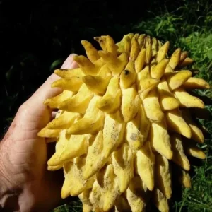 Rollinia Live Fruit Tree - Tropical Custard Apple Plant 10-20 inch - Image 3