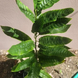 Rollinia Live Fruit Tree - Tropical Custard Apple Plant 10-20 inch - Image 4