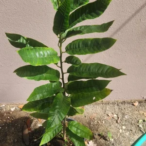 Rollinia Live Fruit Tree - Tropical Custard Apple Plant 10-20 inch - Image 5