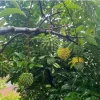 Rollinia (Mucosa) Live Fruit Tree - 24-36 Inch Tropical Plant - Image 1