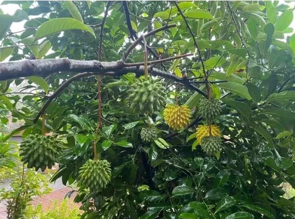Rollinia (Mucosa) Live Fruit Tree - 24-36 Inch Tropical Plant - Image 1