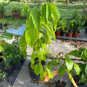 Rollinia (Mucosa) Live Fruit Tree - 24-36 Inch Tropical Plant - Image 2