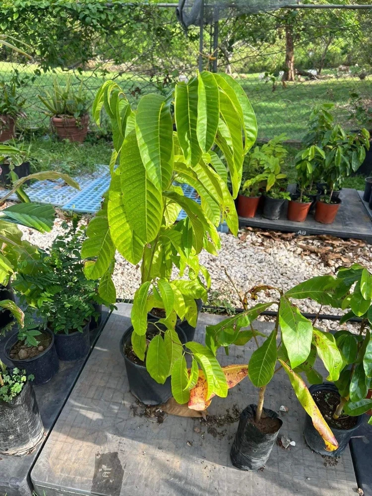 Rollinia (Mucosa) Live Fruit Tree - 24-36 Inch Tropical Plant - Image 2