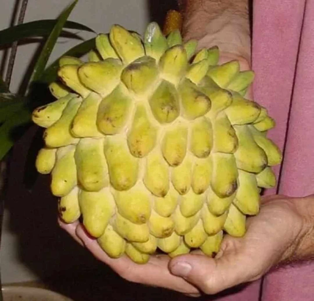 Rollinia (Mucosa) Live Fruit Tree - 24-36 Inch Tropical Plant - Image 3