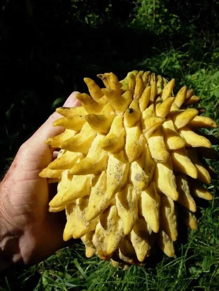 Rollinia (Mucosa) Live Fruit Tree - 24-36 Inch Tropical Plant - Image 4