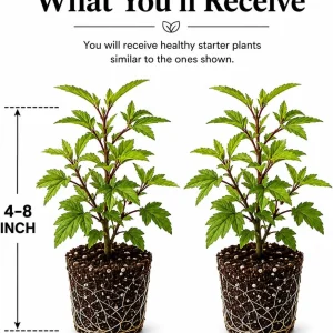 Roselle Hibiscus Live Plant - Set of 2 Starter Plants, 4-8 Inch Tall, Outdoor - Image 2