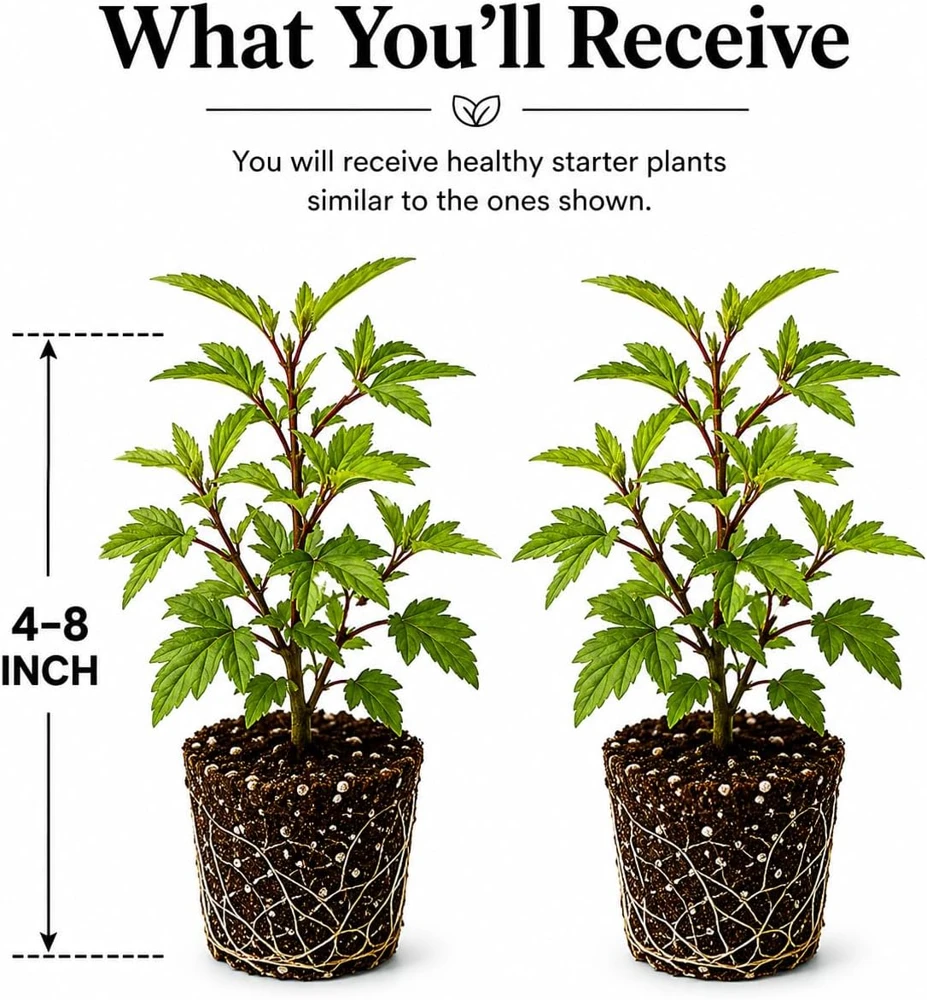 Roselle Hibiscus Live Plant - Set of 2 Starter Plants, 4-8 Inch Tall, Outdoor - Image 2