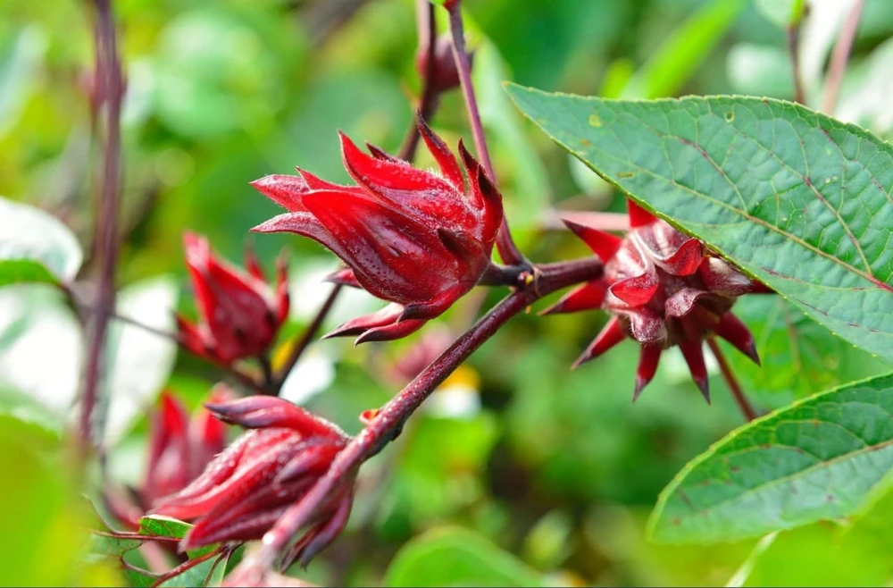 Roselle Hibiscus Live Plant - Set of 2 Starter Plants, 4-8 Inch Tall, Outdoor - Image 3