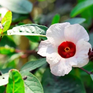 Roselle Hibiscus Live Plant - Set of 2 Starter Plants, 4-8 Inch Tall, Outdoor - Image 4