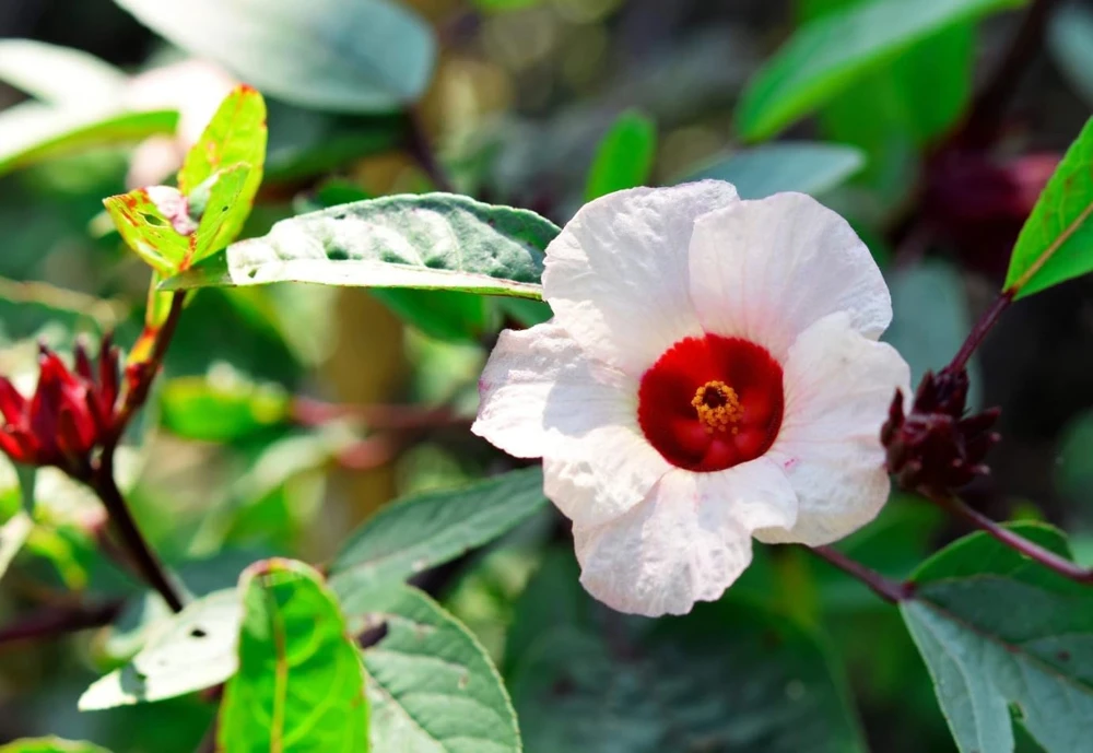 Roselle Hibiscus Live Plant - Set of 2 Starter Plants, 4-8 Inch Tall, Outdoor - Image 4