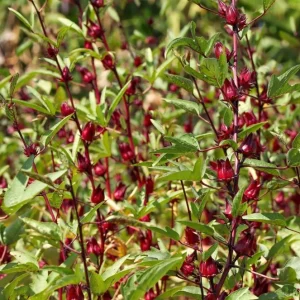 Roselle Hibiscus Live Plant - Set of 2 Starter Plants, 4-8 Inch Tall, Outdoor - Image 6