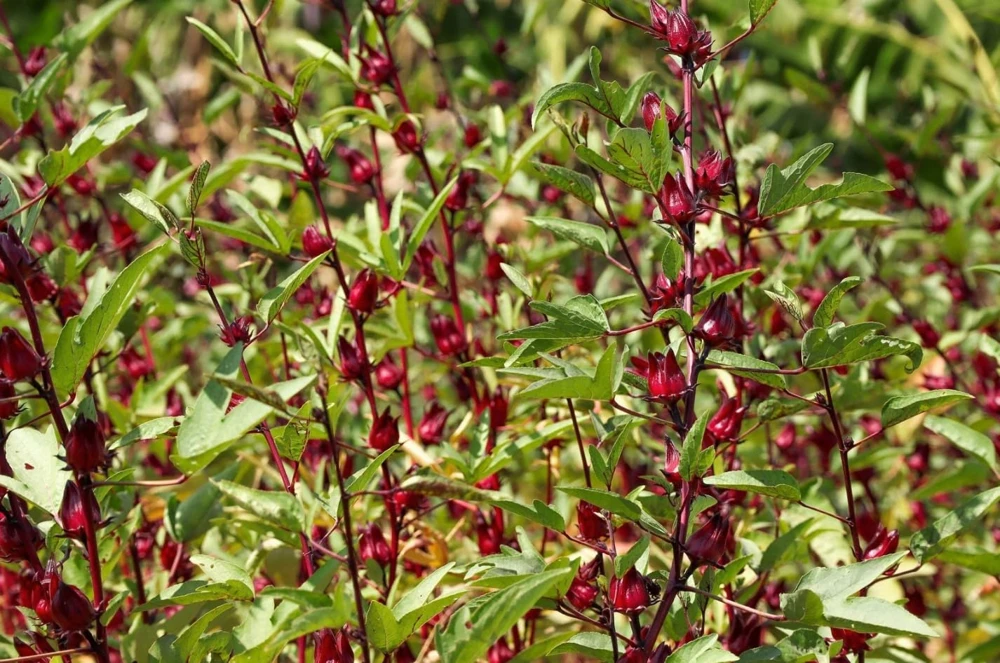 Roselle Hibiscus Live Plant - Set of 2 Starter Plants, 4-8 Inch Tall, Outdoor - Image 6