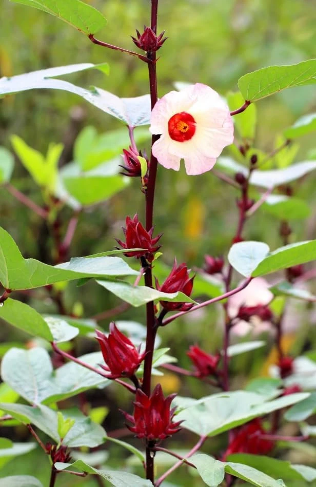 Roselle Hibiscus Live Plant - Set of 2 Starter Plants, 4-8 Inch Tall, Outdoor - Image 7