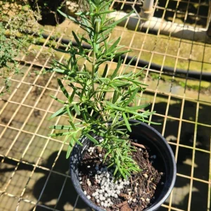 Rosemary Live Plant - Rosmarinus officinalis (10" to 20") - Culinary Herb - Image 2