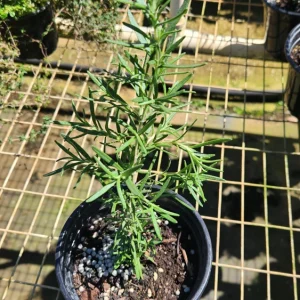 Rosemary Live Plant - Rosmarinus officinalis (10" to 20") - Culinary Herb - Image 3