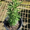 Rosemary Live Plant - Rosmarinus officinalis (10" to 20") - Culinary Herb - Image 1