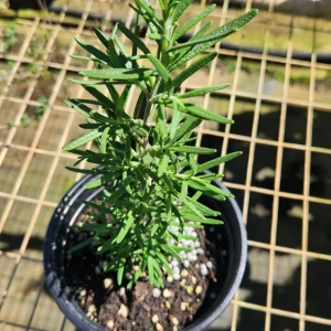 Rosemary Live Plant - Rosmarinus officinalis (10" to 20") - Culinary Herb - Image 1