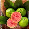 Ruby Supreme Guava Live Fruit Tree 10-24in Tall - Sweet Fruit Plant - Image 1