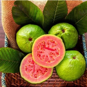 Ruby Supreme Guava Live Fruit Tree 10-24in Tall - Sweet Fruit Plant - Image 1