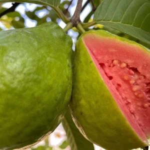 Ruby Supreme Guava Live Fruit Tree 10-24in Tall - Sweet Fruit Plant - Image 2