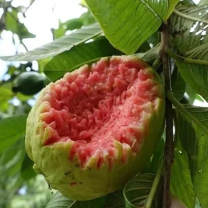 Ruby Supreme Guava Live Fruit Tree 10-24in Tall - Sweet Fruit Plant - Image 3