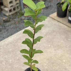 Ruby Supreme Guava Live Fruit Tree 10-24in Tall - Sweet Fruit Plant - Image 5