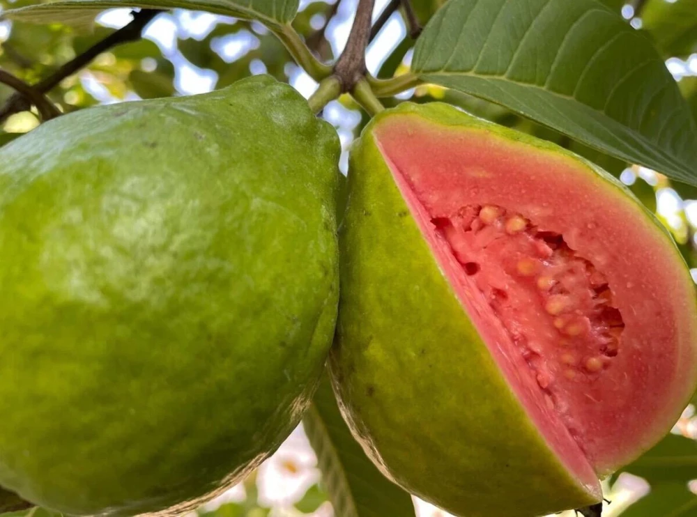Ruby Supreme Guava Live Fruit Tree – Psidium guajava – 3-4ft Tall – Outdoor Tropical - Image 4