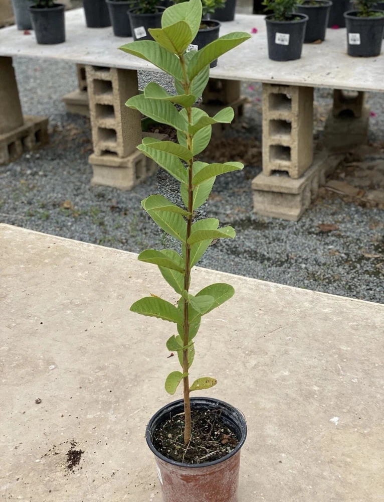 Ruby Supreme Guava Live Fruit Tree – Psidium guajava – 3-4ft Tall – Outdoor Tropical - Image 6