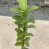 Ruby Supreme Guava Live Fruit Tree – Psidium guajava – 3-4ft Tall – Outdoor Tropical - Image 1