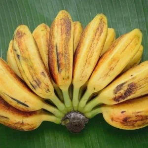 Saba Plantain Live Plant – Musa acuminata × balbisiana – 10-18 inches tall - Image 2