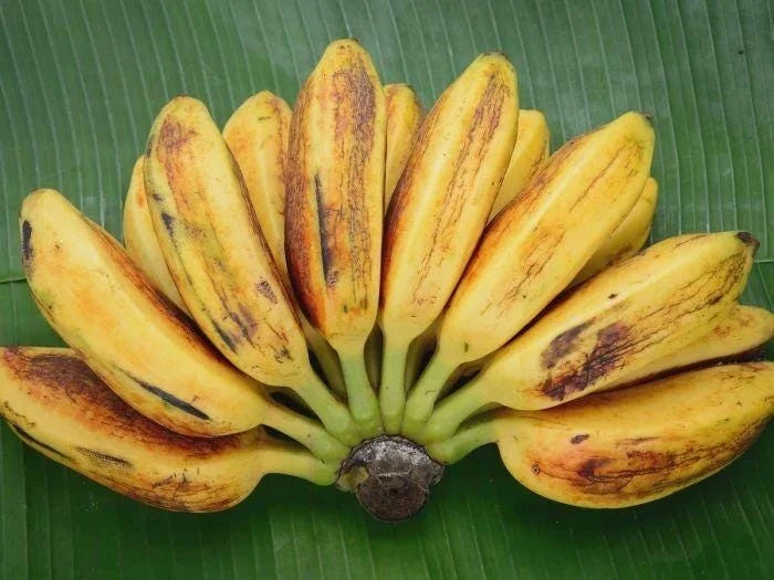 Saba Plantain Live Plant – Musa acuminata × balbisiana – 10-18 inches tall - Image 2