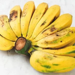 Saba Plantain Live Plant – Musa acuminata × balbisiana – 10-18 inches tall - Image 3