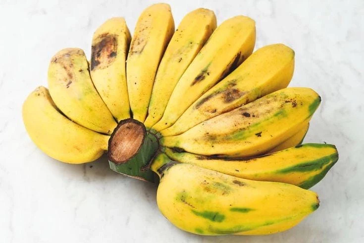 Saba Plantain Live Plant – Musa acuminata × balbisiana – 10-18 inches tall - Image 3
